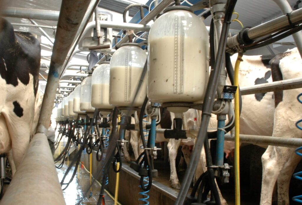 Hydroponic culture effects on lactating dairy cows